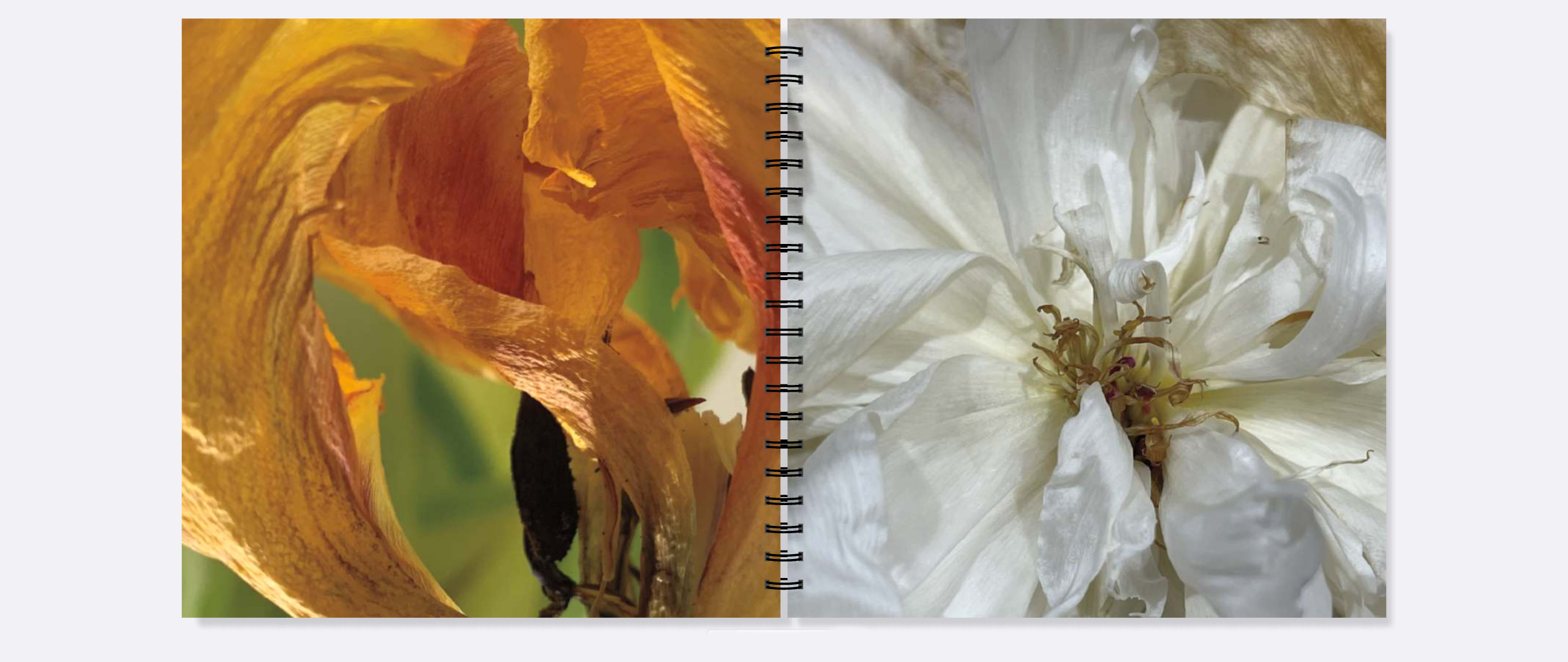 Dead Peonies/Dead Tulips - Image 5
