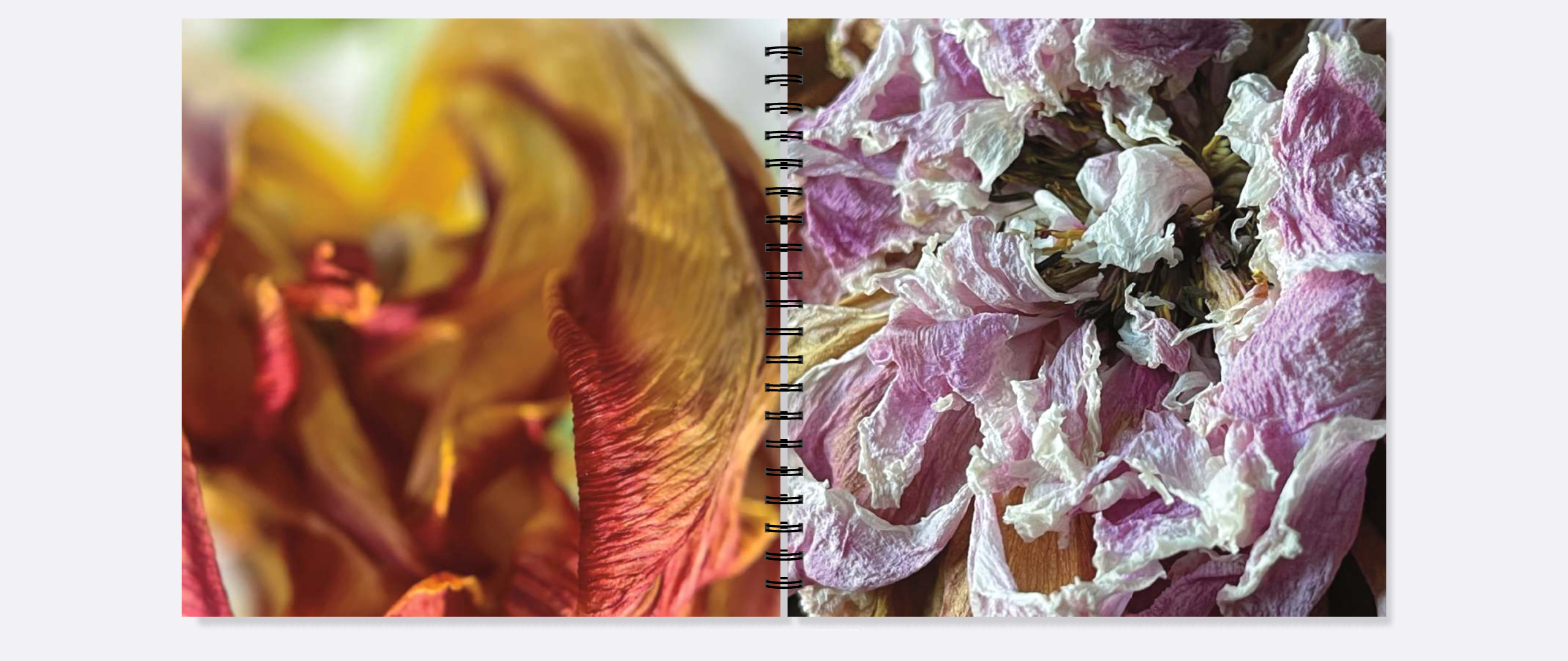 Dead Peonies/Dead Tulips - Image 6