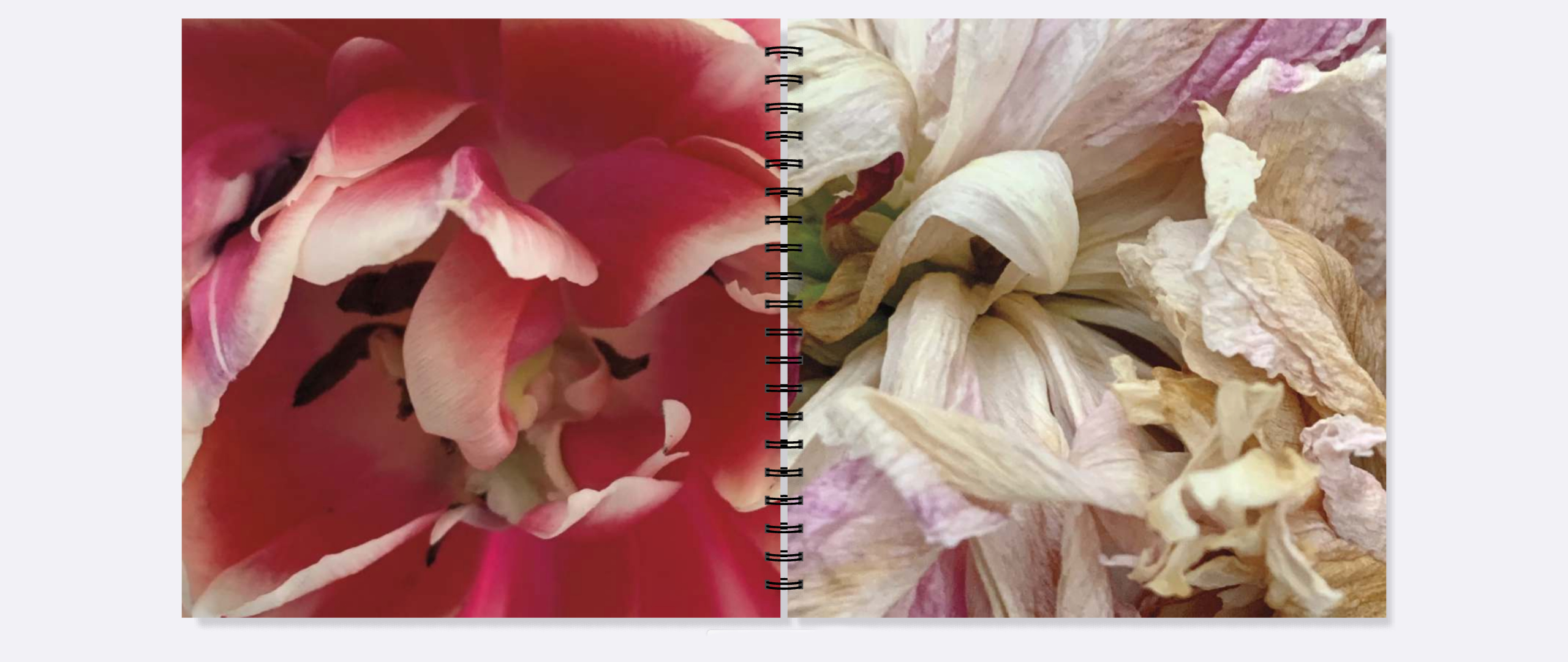 Dead Peonies/Dead Tulips - Image 3