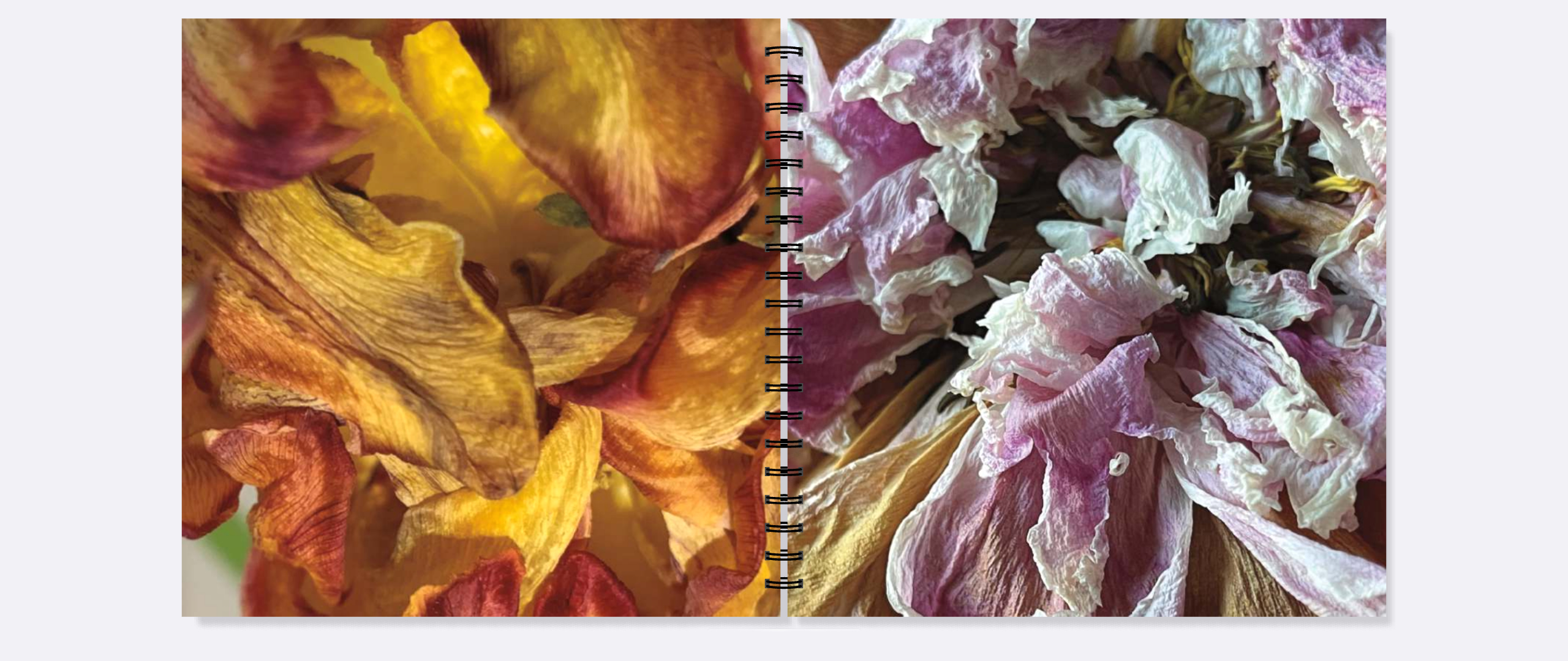 Dead Peonies/Dead Tulips - Image 4